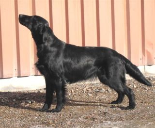 Karlavagnens Tess-De-Hedd